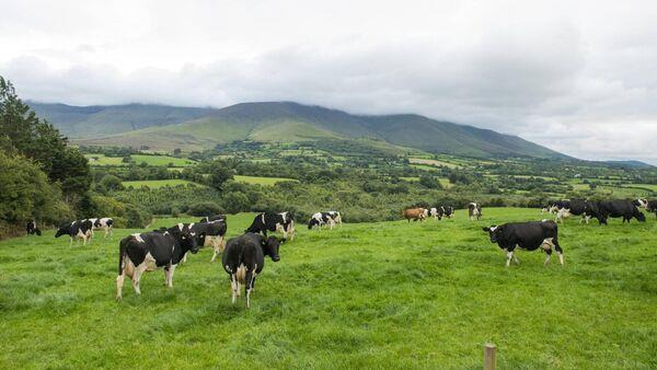 Active bidding on 51-acre farm in North Cork